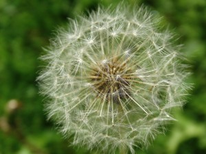 dandelion-437827_1920 (1)